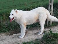 big white shepherd dog